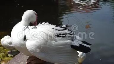 鸭嘴兽在一个餐馆池塘里清理翅膀。 鸭子在湖上喷洒。 池中岩石中的白鸟
